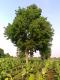 Neem tree